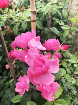 月季花