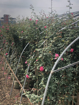 花卉