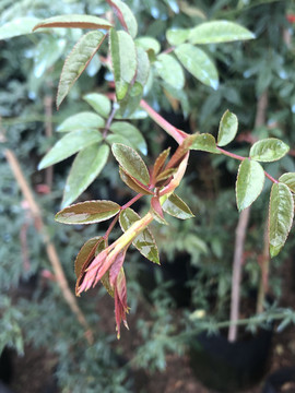 花卉