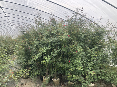 花卉