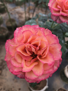 花卉