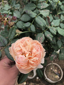 花卉