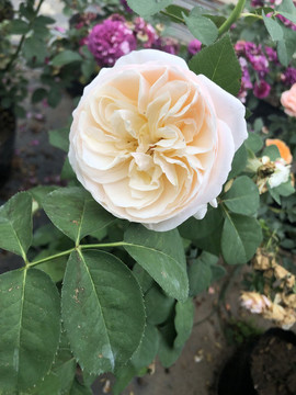 花卉