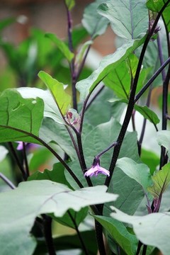茄子苗