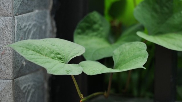 番薯藤