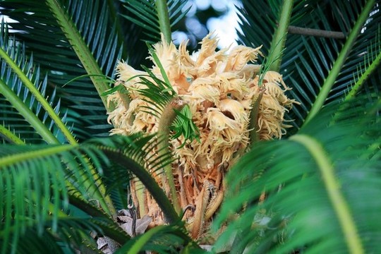 鐵樹開花