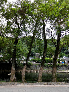 村邊古樹
