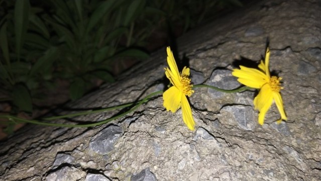 金雞菊