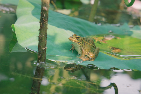 玉淵潭青蛙