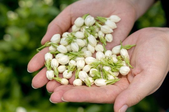 茉莉花