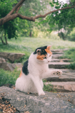 北海公園的貓