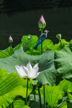 荷花