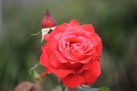 月季花