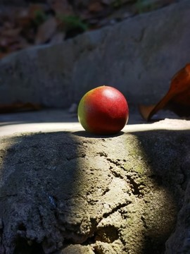 青紅