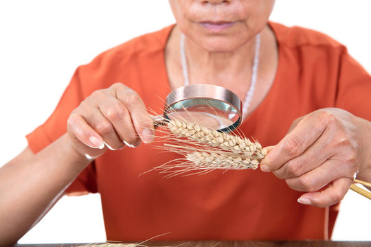 正在查看抽樣出來成熟的麥穗