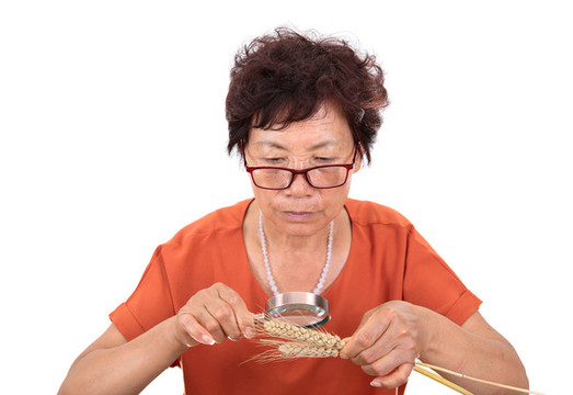 正在查看抽樣出來成熟的麥穗