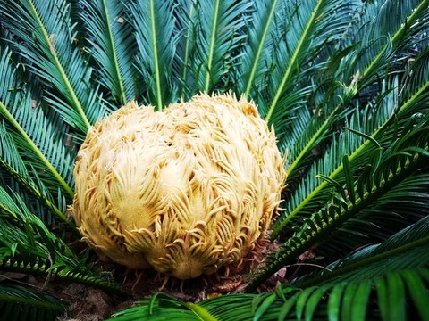 鐵樹開花