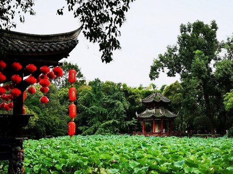 荷花池