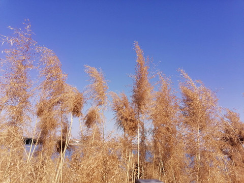 藍天蘆葦
