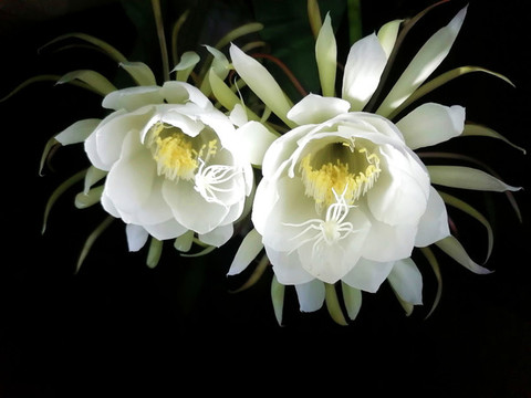 曇花