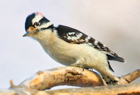 大斑啄木鳥