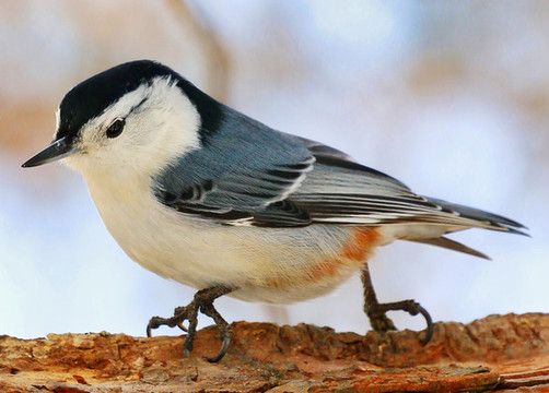 鳾