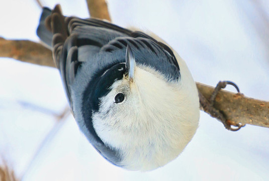 鳾
