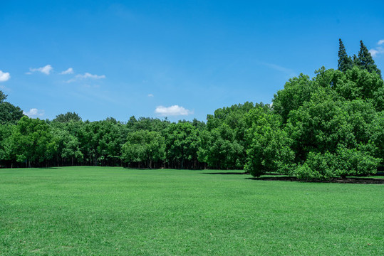 樹林草地