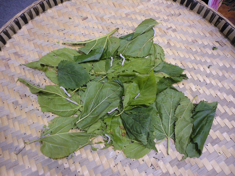 蠶桑養(yǎng)殖