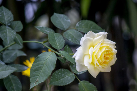 花色月季花特寫