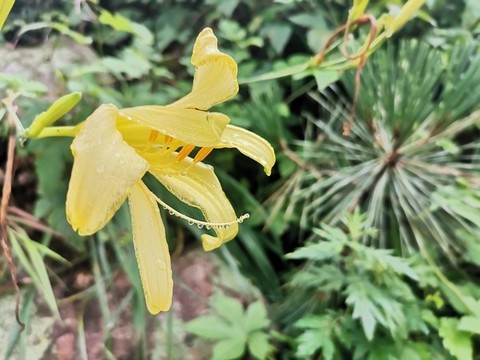 黃花菜