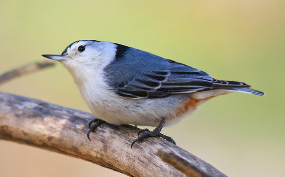 栗臀鳾