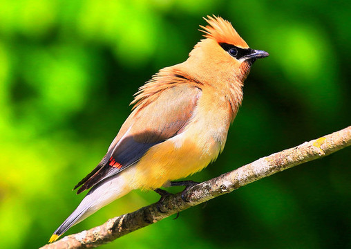 太平鳥