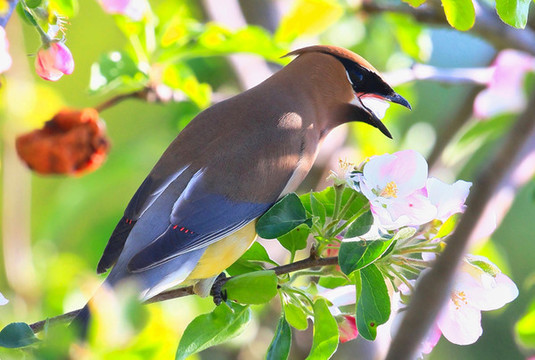 太平鳥