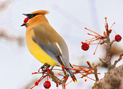 太平鳥