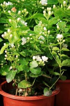 茉莉花