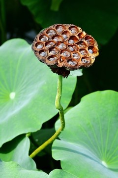 蓮蓬