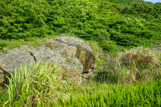 樹林