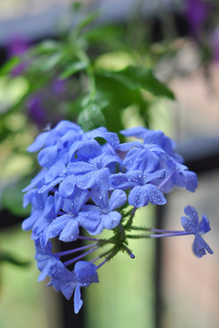藍雪花