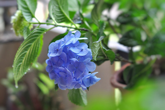 繡球花