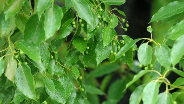 樟樹