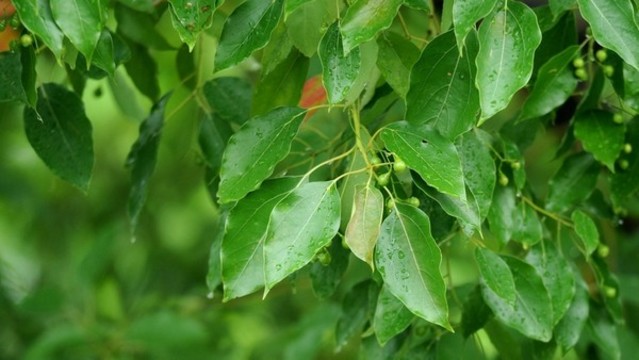 樟樹