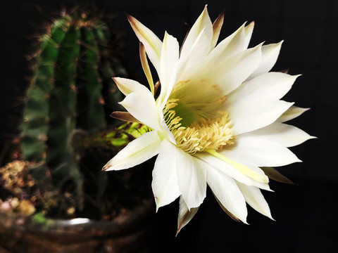 仙人棒開花