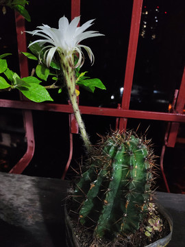 仙人棒開花