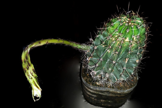 仙人棒花桿