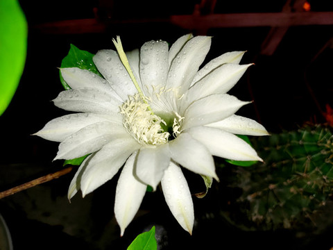 仙人棒花特寫