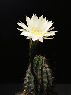 仙人棒開花