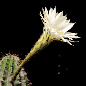 仙人棒開花