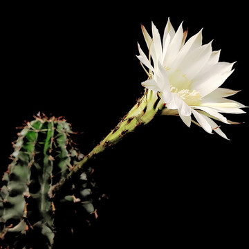 仙人棒開花