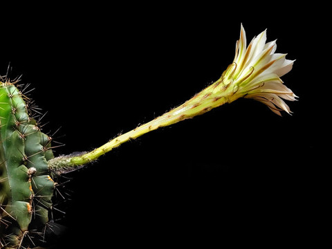 仙人棒開花